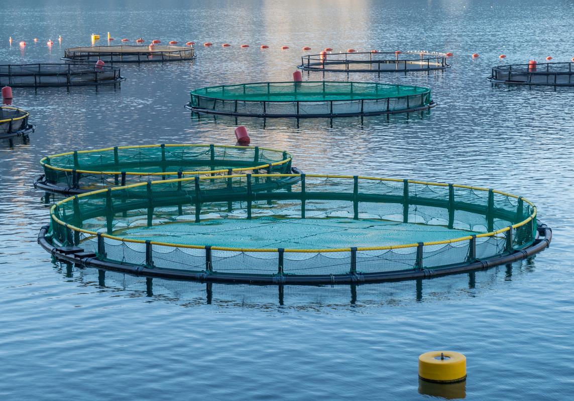 Fishery Standard公司斥資50億盧布興建現代化綜合性鱒魚養殖場 畜牧養殖業的新篇章